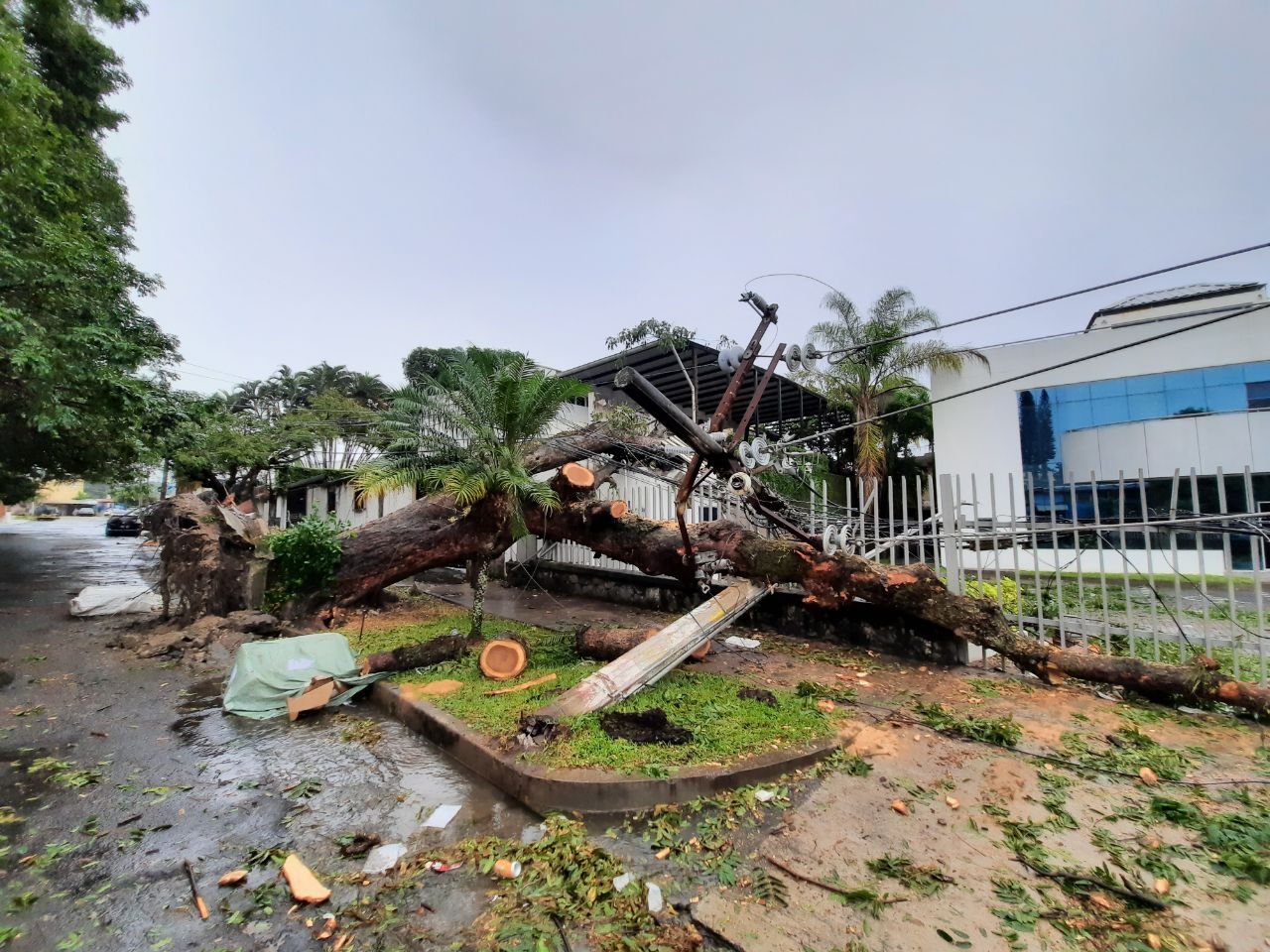 Arbol caido 71 ave. Norte entre 3a. y 5a. calle Poniente, Colonia Escalón